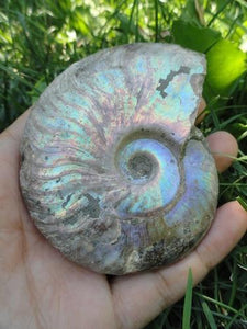 Ammonite Large - Earth Family Crystals