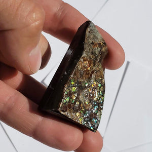 Chunky Alberta Ammolite Fossil Free Form Hand Held Specimen #3 - Earth Family Crystals