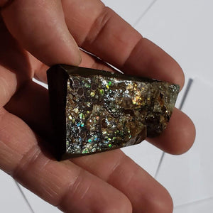 Chunky Alberta Ammolite Fossil Free Form Hand Held Specimen #3 - Earth Family Crystals
