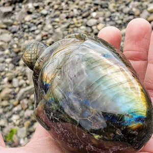 Adorable Large Hatching Turtle Labradorite Carving - Earth Family Crystals