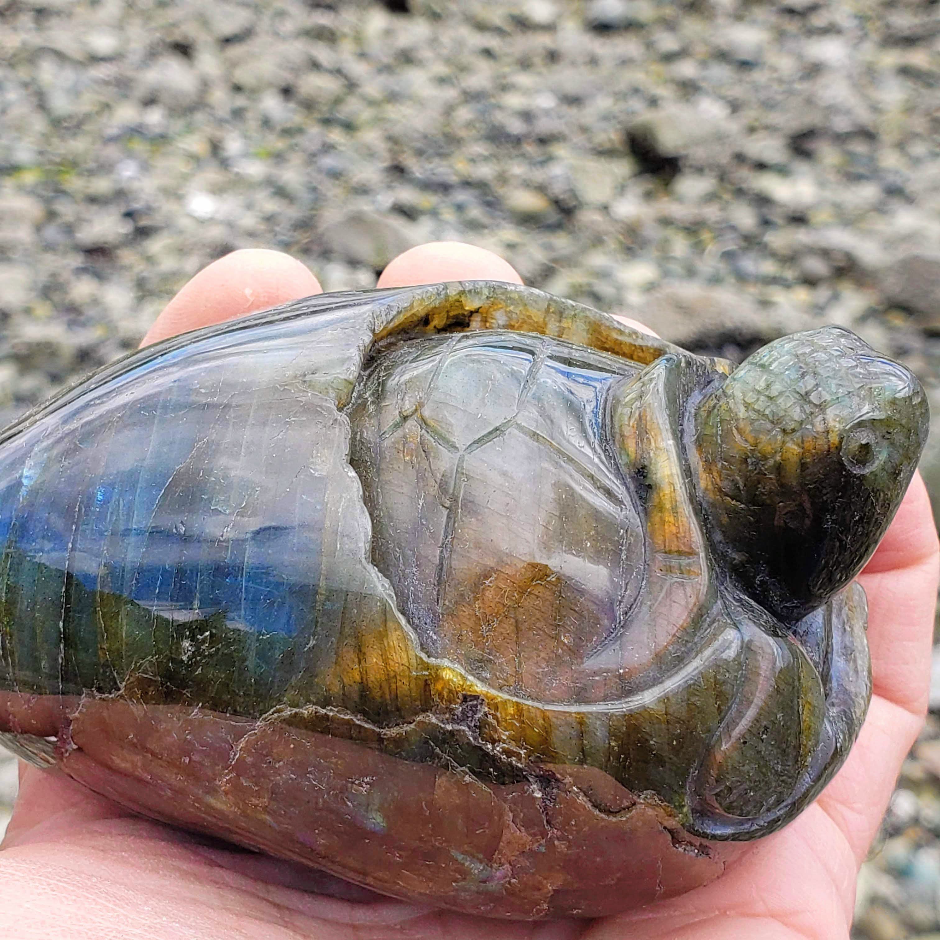 Adorable Large Hatching Turtle Labradorite Carving - Earth Family Crystals