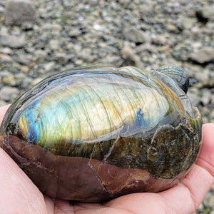 Adorable Large Hatching Turtle Labradorite Carving - Earth Family Crystals