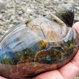 Adorable Large Hatching Turtle Labradorite Carving - Earth Family Crystals