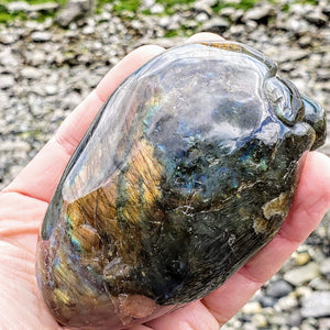 Adorable Large Hatching Turtle Labradorite Carving - Earth Family Crystals