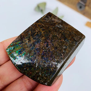 Rare Purple & Green Sparkling Flash Alberta Chunky Ammolite Free Form - Earth Family Crystals