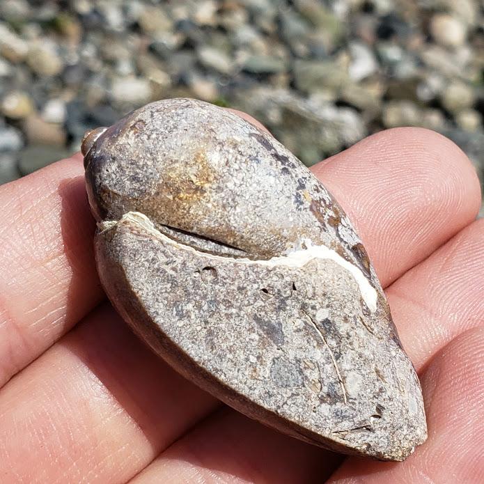 Sparkling Beauty Delightful Spiralite Gemshell Specimen from India9 - Earth Family Crystals