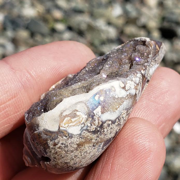 Sparkling Beauty Delightful Spiralite Gemshell Specimen from India9 - Earth Family Crystals