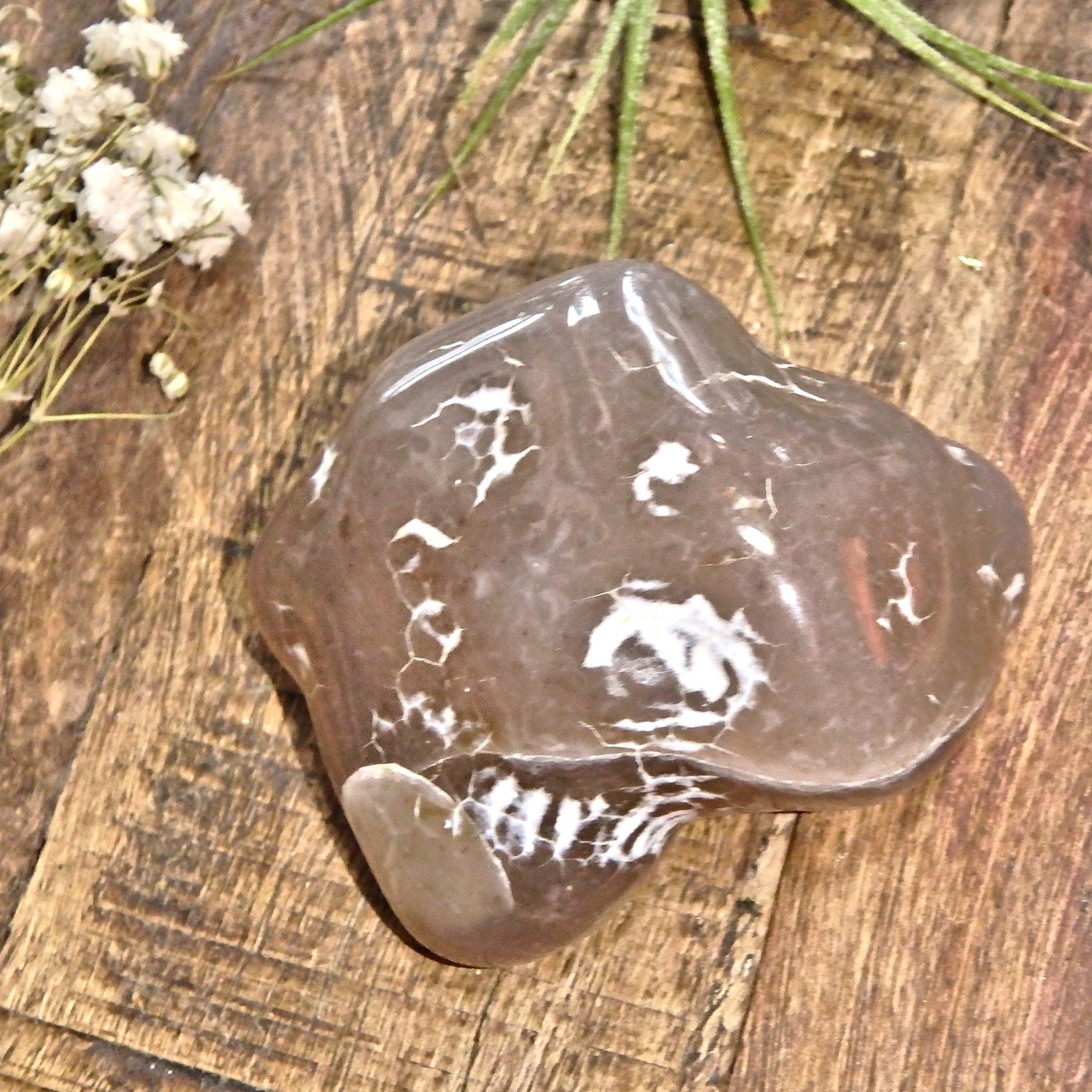 Shiny Polished Alligator Agate Nodule Specimen1