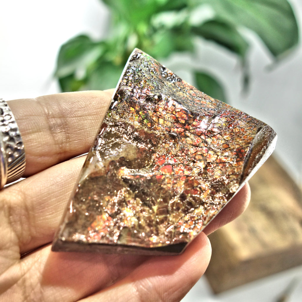 Fire Red Flash Alberta Ammolite Chunky Hand Held Specimen - Earth Family Crystals