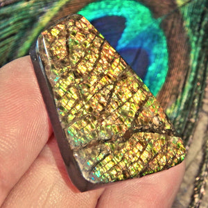 Vibrant Moving Sparkling  Flash Alberta Ammolite Cabochon Ideal for Crafting - Earth Family Crystals