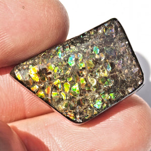 Rare Purple & Blue Flashes Alberta Ammolite Cabochon Ideal for Crafting #1 - Earth Family Crystals