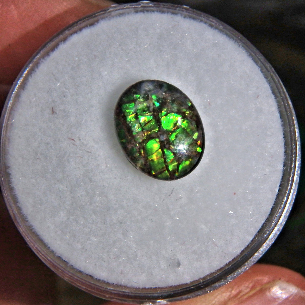 Brilliant Green Flash Alberta Ammolite Cabochon Quartz Capped in Collectors Box-Perfect For Jewelry Making 1 - Earth Family Crystals