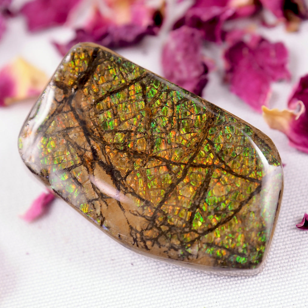 Orange & Green Alberta Ammolite Free Form Cabochon~Perfect for Crafting! - Earth Family Crystals