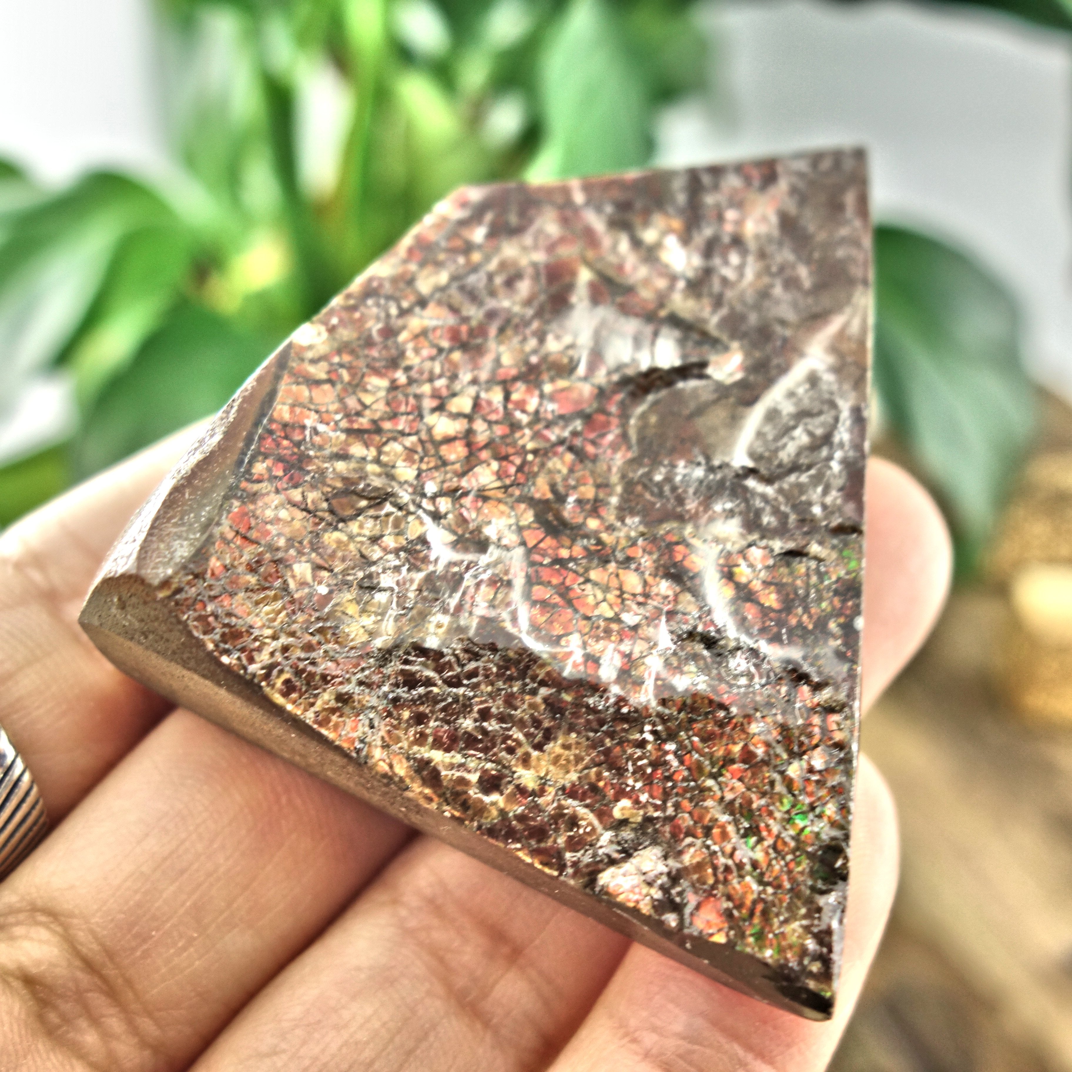 Fire Red Flash Alberta Ammolite Chunky Hand Held Specimen - Earth Family Crystals