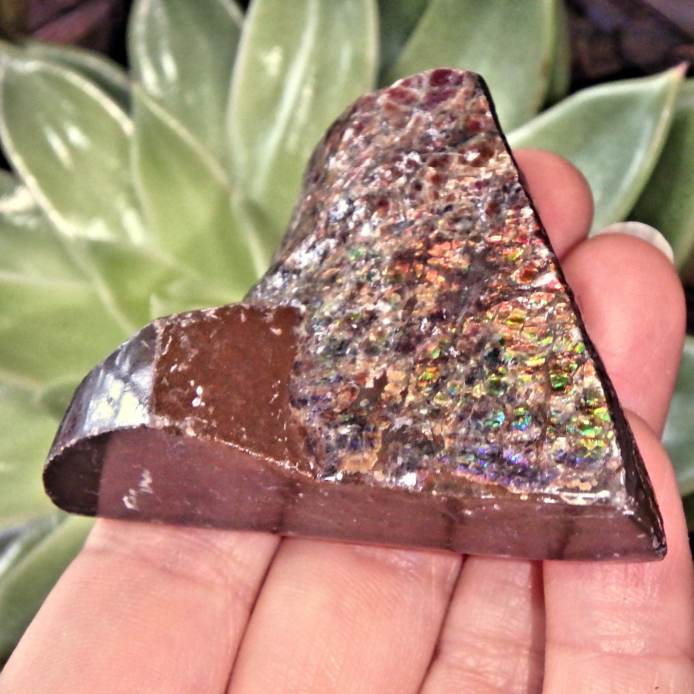 Double Sided Flashes Ammolite Chunky Specimen From Alberta, Canada - Earth Family Crystals