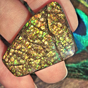 Vibrant Moving Sparkling  Flash Alberta Ammolite Cabochon Ideal for Crafting - Earth Family Crystals