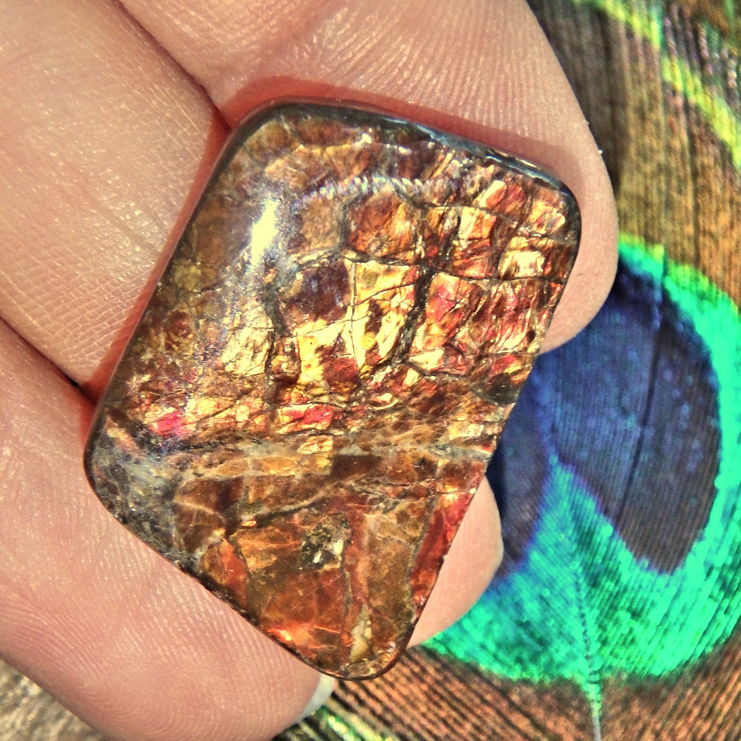 Golden & Red Flashes Alberta Ammolite Cabochon Ideal for Crafting - Earth Family Crystals