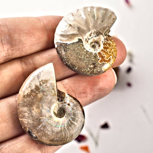 Set of 2 Cute Ammonite Fossils With Natural Rainbows From Madagascar