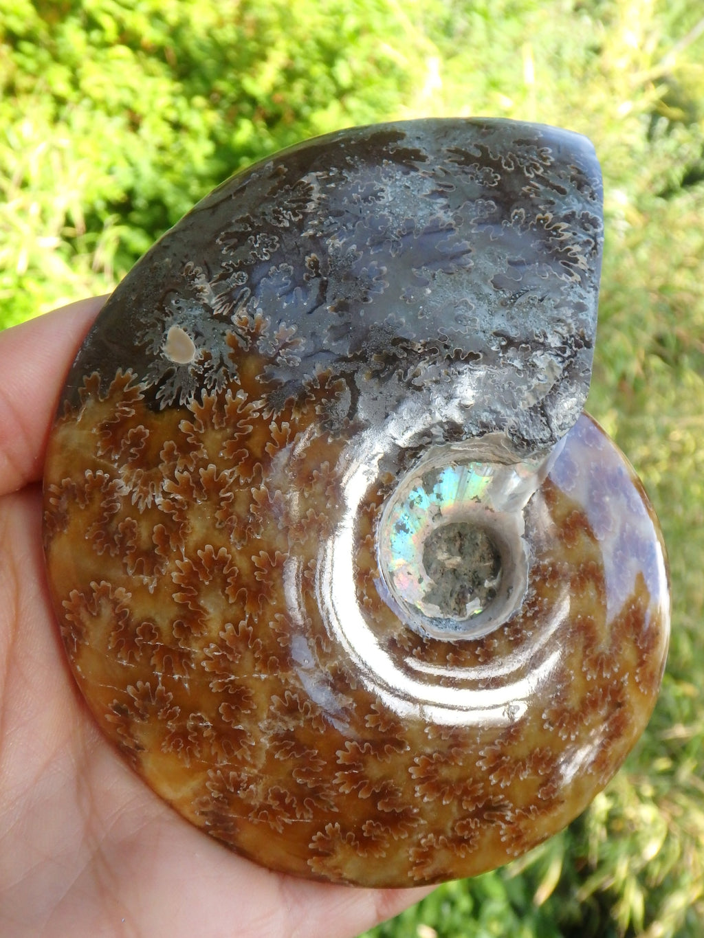 Stunning Leafy Patterns Large Madagascar Ammonite Partially Polished - Earth Family Crystals