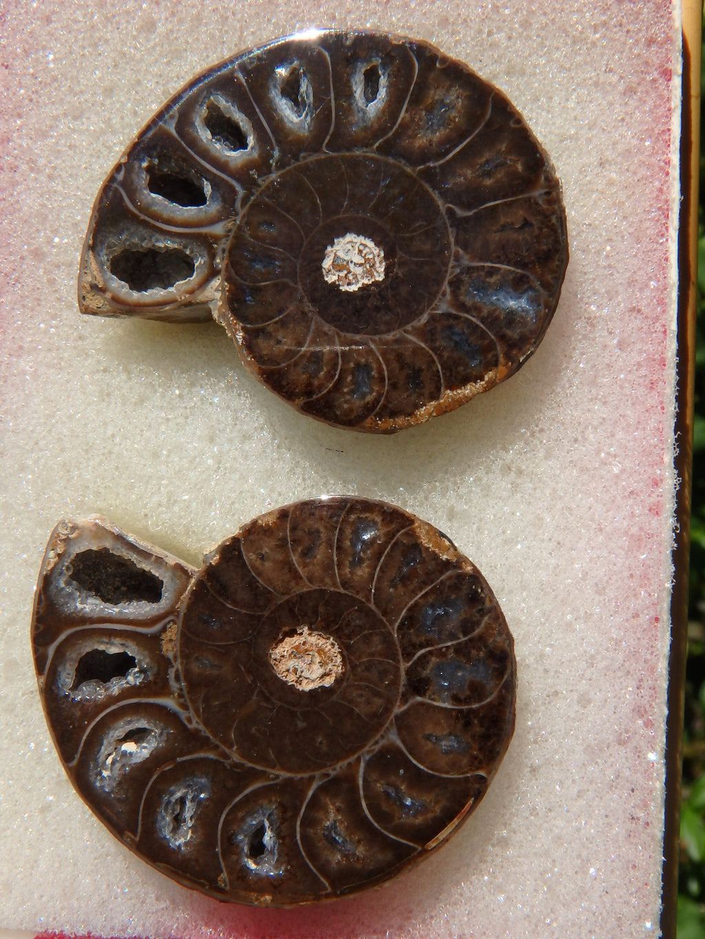 Fabulous Deep Druzy Cave Complete Ammonite Set in Collectors Box From Madagascar - Earth Family Crystals