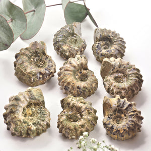 One Raw & Natural Ammonite Fossil Specimen From Madagascar