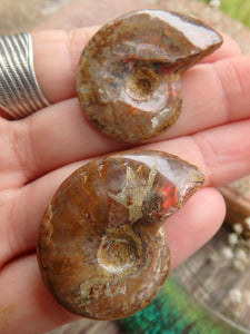 Red Fire Set of 2 Ammonite Hand Held Fossils From Madagascar - Earth Family Crystals