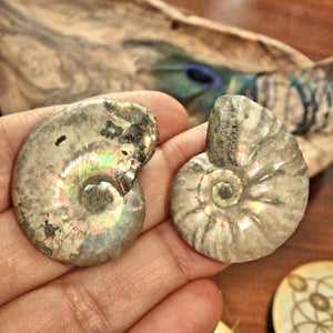 Set of 2~Gorgeous Natural Rainbows Ammonite Handheld Fossil Set From Madagascar