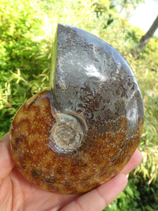 Stunning Leafy Patterns Large Madagascar Ammonite Partially Polished - Earth Family Crystals