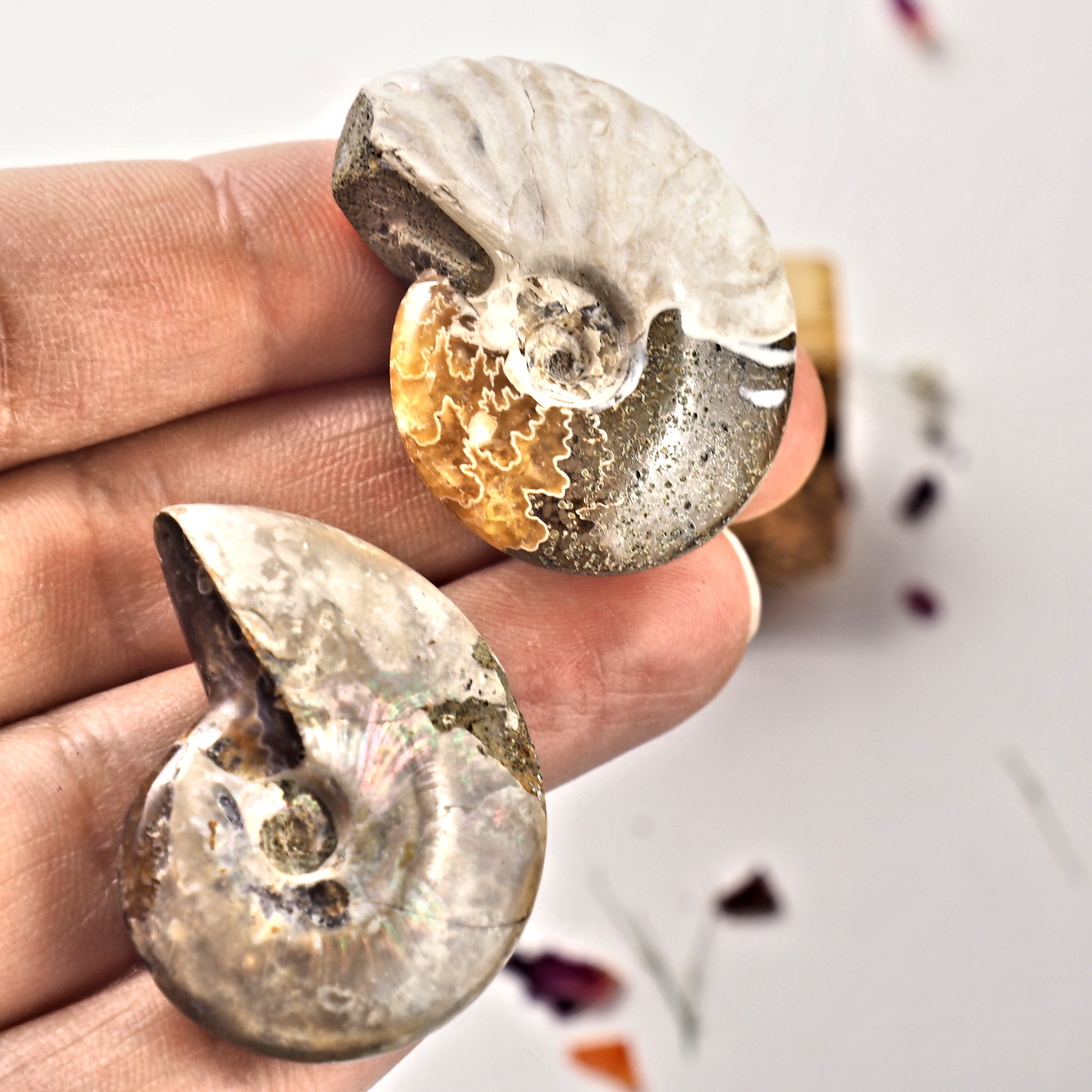 Set of 2 Cute Ammonite Fossils With Natural Rainbows From Madagascar