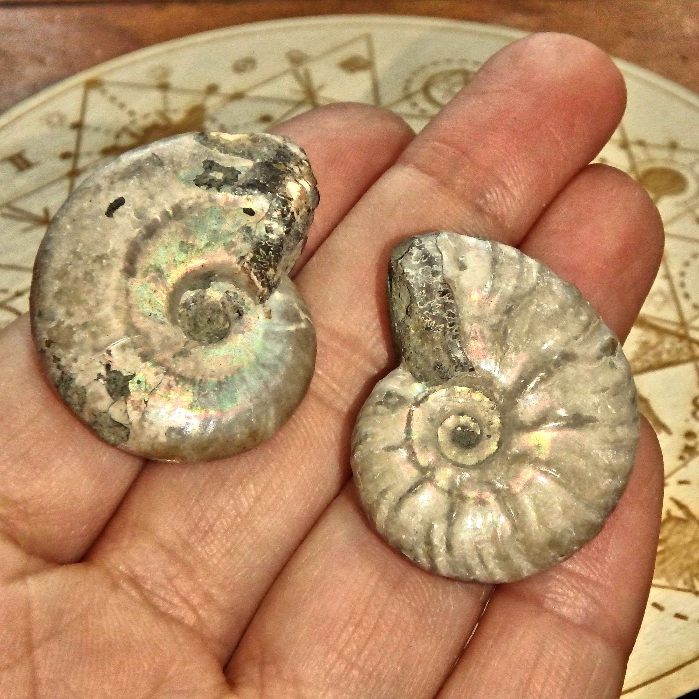 Set of 2~Gorgeous Natural Rainbows Ammonite Handheld Fossil Set From Madagascar