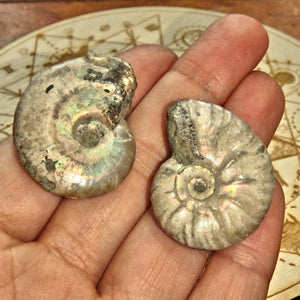 Set of 2~Gorgeous Natural Rainbows Ammonite Handheld Fossil Set From Madagascar