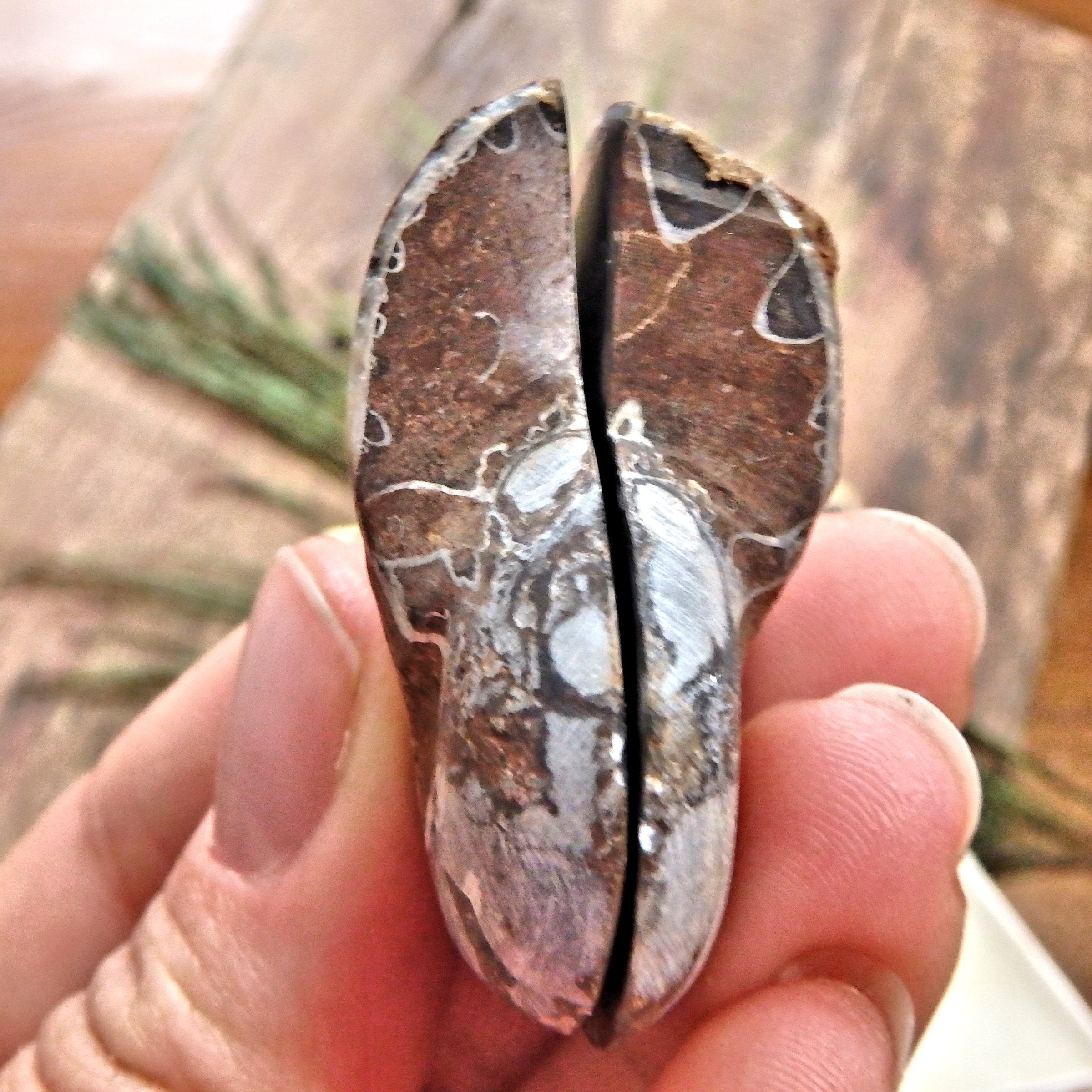 Set of Complete Matching Halves Black Ammonite Fossils From Madagascar in Collectors Box