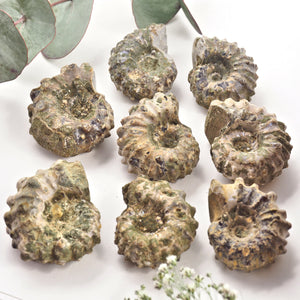 One Raw & Natural Ammonite Fossil Specimen From Madagascar
