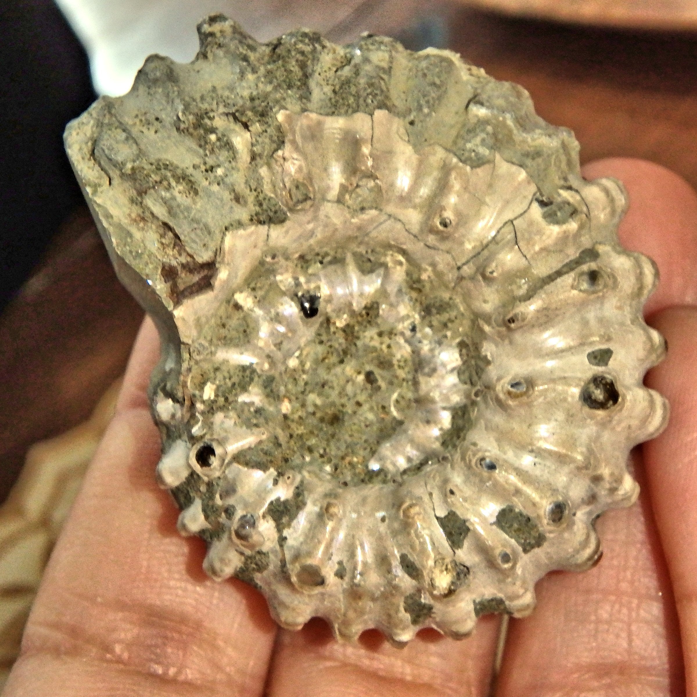 Raw & Natural Organic Ammonite Specimen From Madagascar1 - Earth Family Crystals