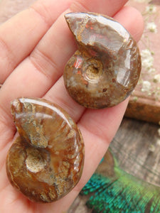 Red Fire Set of 2 Ammonite Hand Held Fossils From Madagascar - Earth Family Crystals