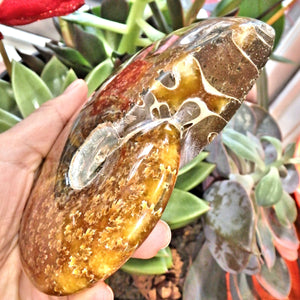 Leafy Patterns Large Partially Polished Amber & Brown Ammonite Fossil From Madagascar - Earth Family Crystals