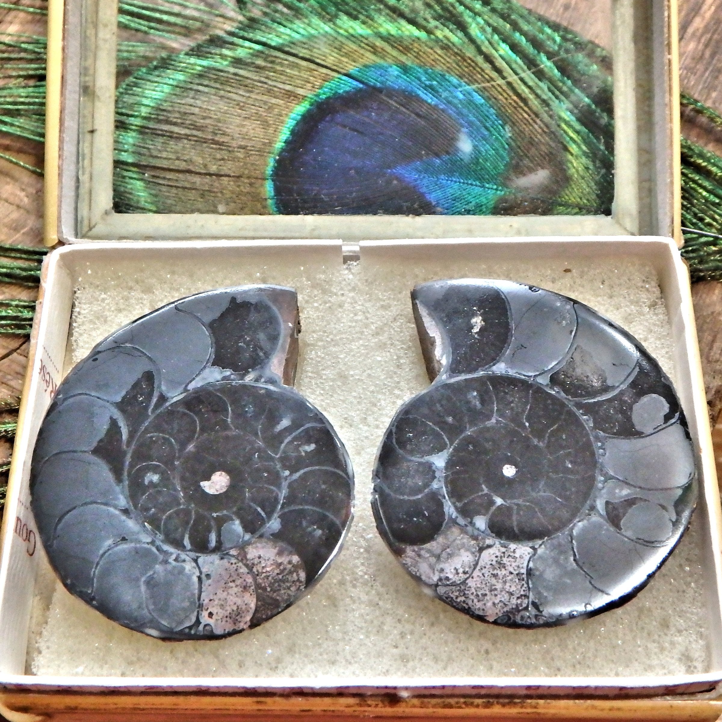 Set of Complete Matching Halves Black Ammonite Fossils From Madagascar in Collectors Box