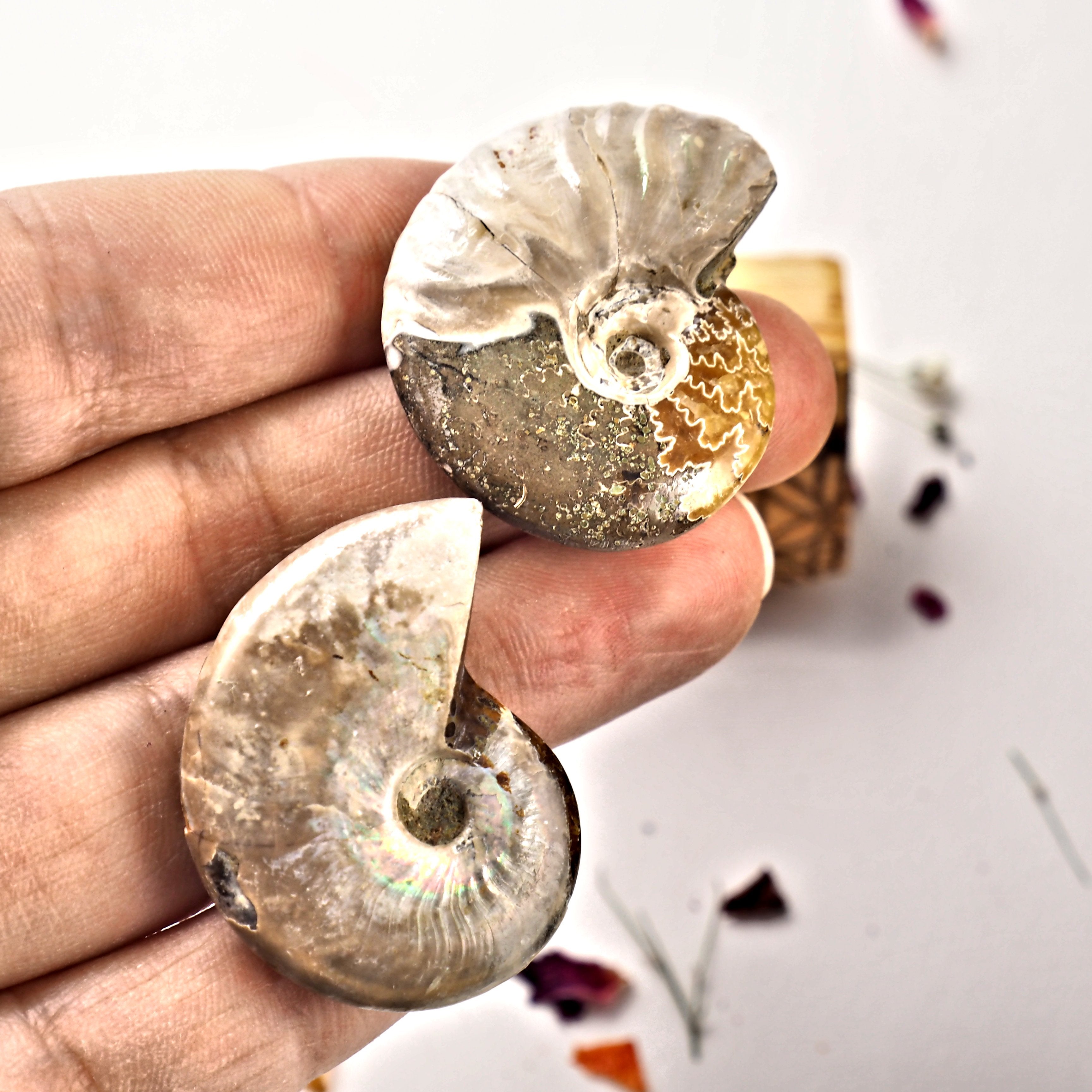 Set of 2 Cute Ammonite Fossils With Natural Rainbows From Madagascar