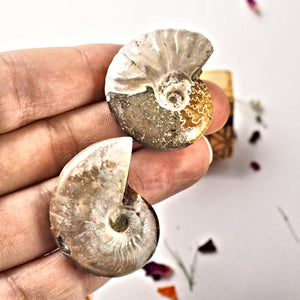 Set of 2 Cute Ammonite Fossils With Natural Rainbows From Madagascar