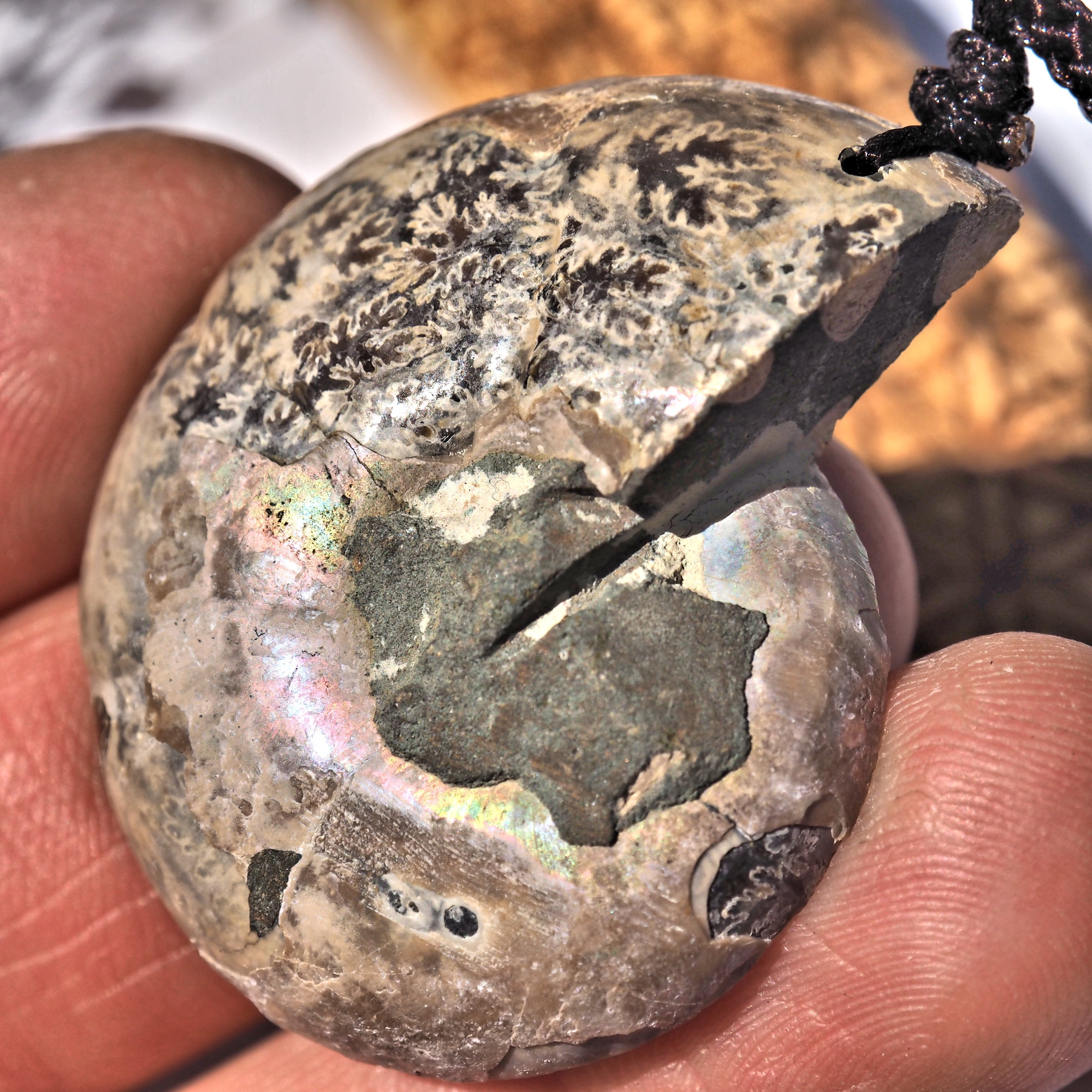 One Partially Polished Ammonite Fossil Slice on Adjustable Cotton Cord