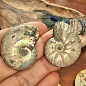 Set of 2~Gorgeous Natural Rainbows Ammonite Handheld Fossil Set From Madagascar