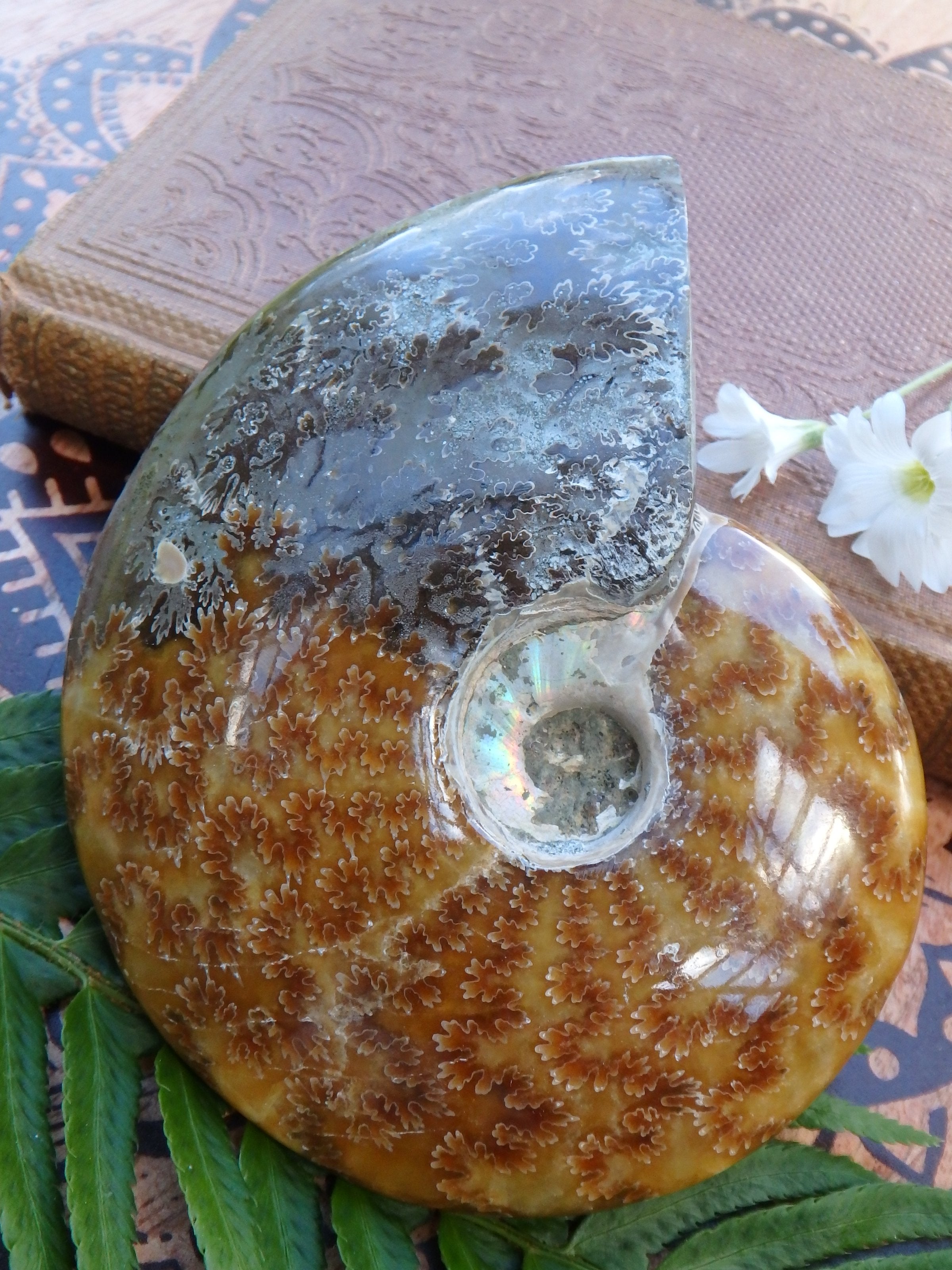 Stunning Leafy Patterns Large Madagascar Ammonite Partially Polished - Earth Family Crystals