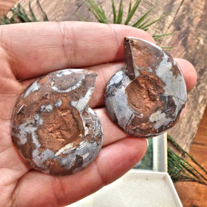 Set of Complete Matching Halves Black Ammonite Fossils From Madagascar in Collectors Box