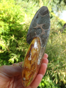 Stunning Leafy Patterns Large Madagascar Ammonite Partially Polished - Earth Family Crystals