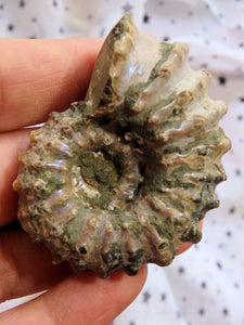 Purple Glow Raw Ammonite Specimen From Madagascar - Earth Family Crystals