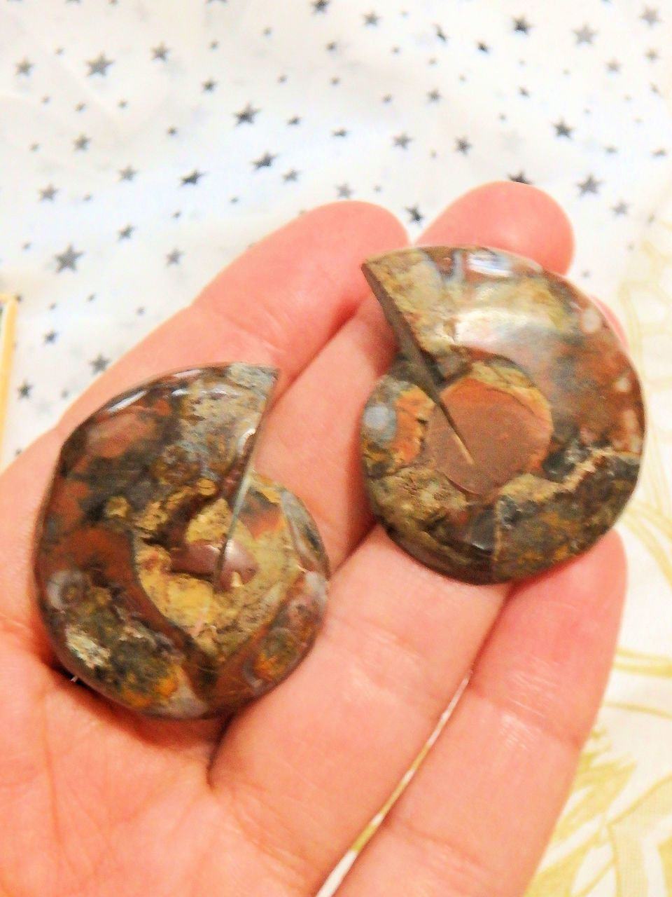 AA Grade Druzy Cave Inclusions Ammonite Fossil Pair in Collectors Box - Earth Family Crystals