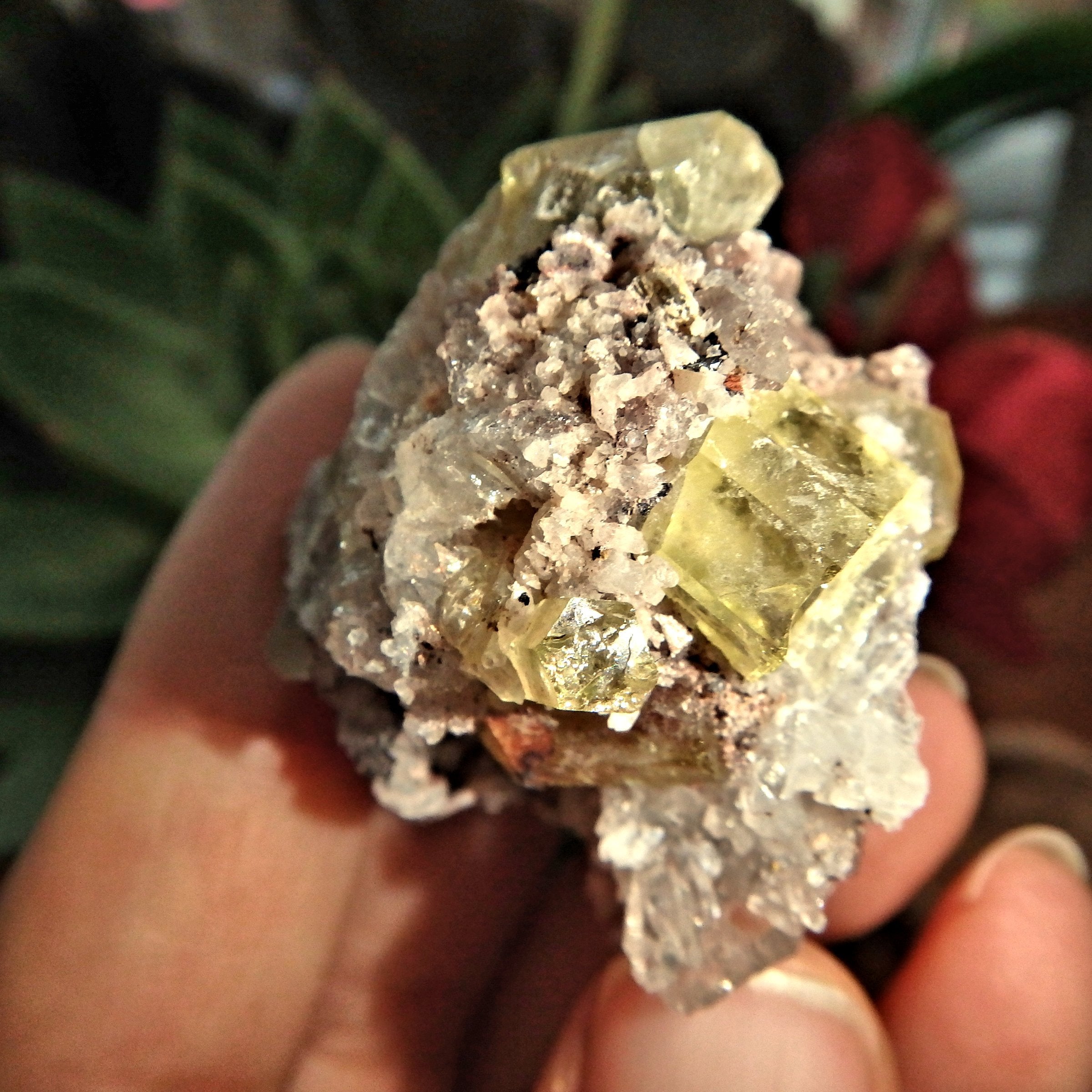 Solar Plexus Healer~ Golden Apatite Points Nestled in Quartz Matrix From Mexico - Earth Family Crystals