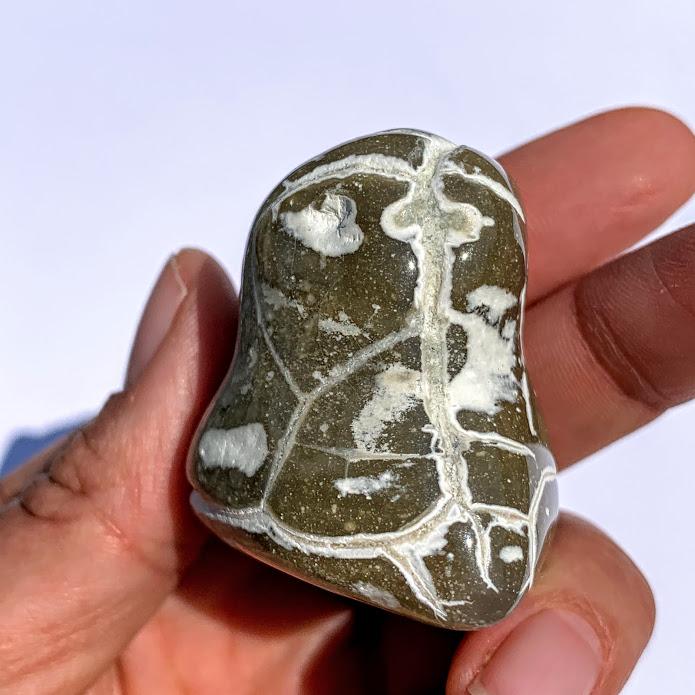 Partially Polished Alligator Agate Nodule From Arizona #2 - Earth Family Crystals