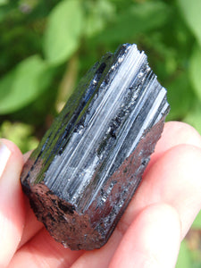 Protective Black Tourmaline Natural Specimen