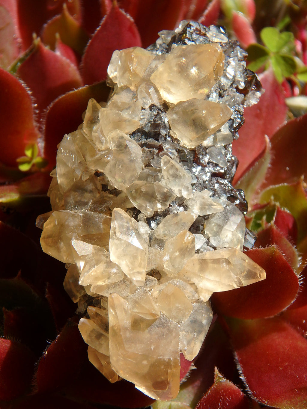 Famous Elmwood Mine Golden DT Calcite on Ruby Sphalerite Matrix - Earth Family Crystals